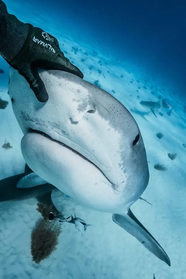 Вилла Dolphin Cove (Adults Only) Фрипорт-Сити
